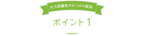 大久保園芸のみつばの栽培ポイント1