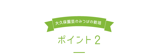 大久保園芸のみつばの栽培ポイント2