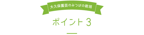 大久保園芸のみつばの栽培ポイント3