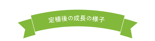 定植後の成長の様子