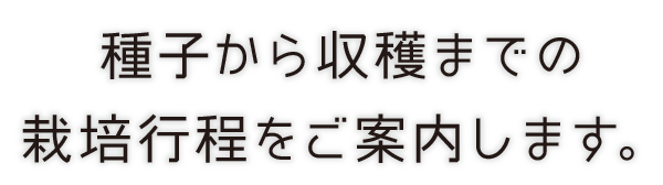 種子から収穫までの
栽培行程をご案内します。