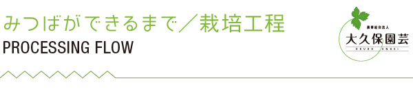 みつばができるまで／栽培工程