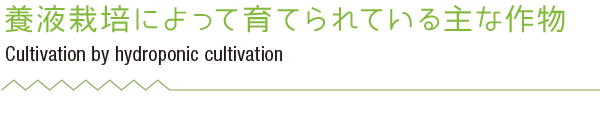 水耕栽培によって育てられている主な作物