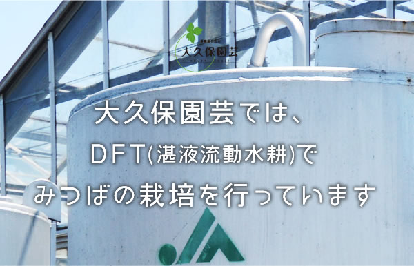 大久保園芸では、
DFT(湛液流動水耕)で
みつばの栽培を行っています