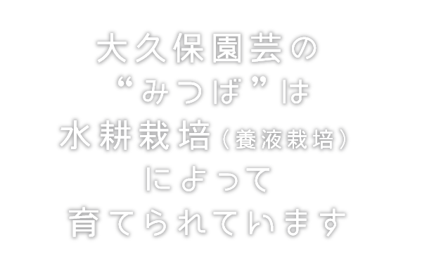 大久保園芸の
“みつば”は
水耕栽培（養液栽培）
によって
育てられています